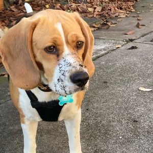 Meet your Posher, Emma